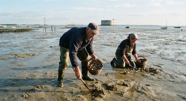 Découverte des métiers traditionnels de pêche à pied à Oléron